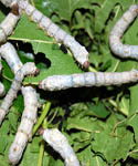 silkworms